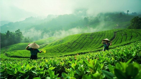 墨绿茶园